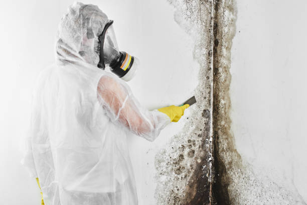 Best Attic Mold Removal  in Washburn, IL