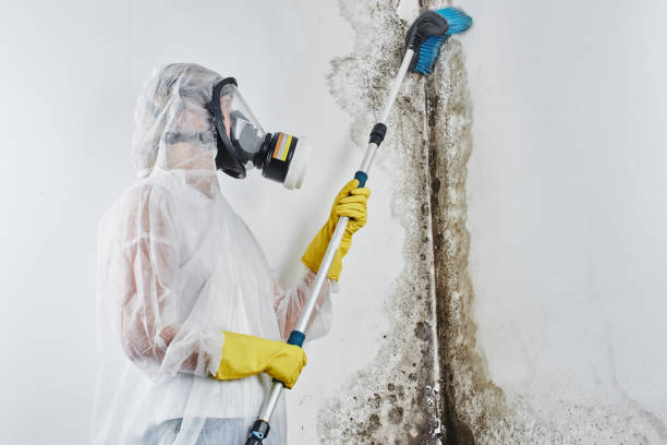 Best Best Mold Removal Companies  in Washburn, IL