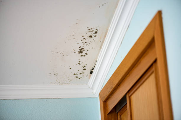 Best Mold Testing  in Washburn, IL