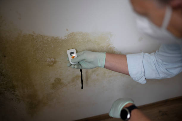 Best Professional Mold Removal  in Washburn, IL