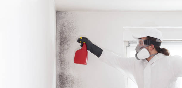 Best Home Mold Removal  in Washburn, IL
