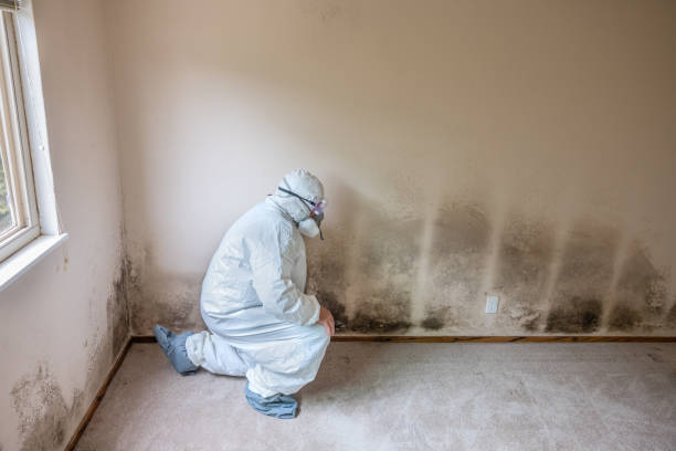 Best Emergency Mold Removal  in Washburn, IL